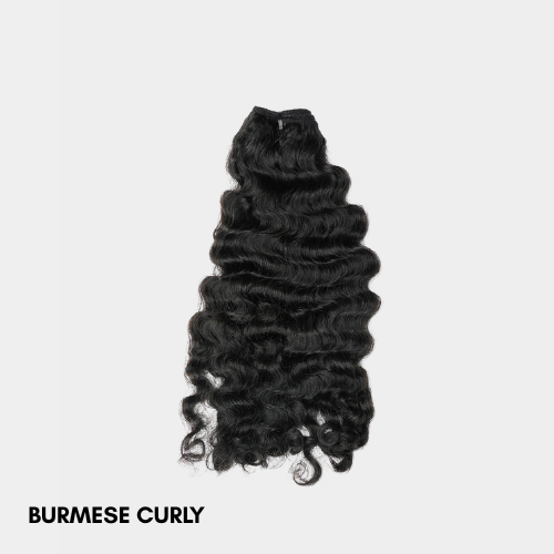 BURMESE CURLY